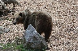Medvedji mladič ostaja pri Logarjevih