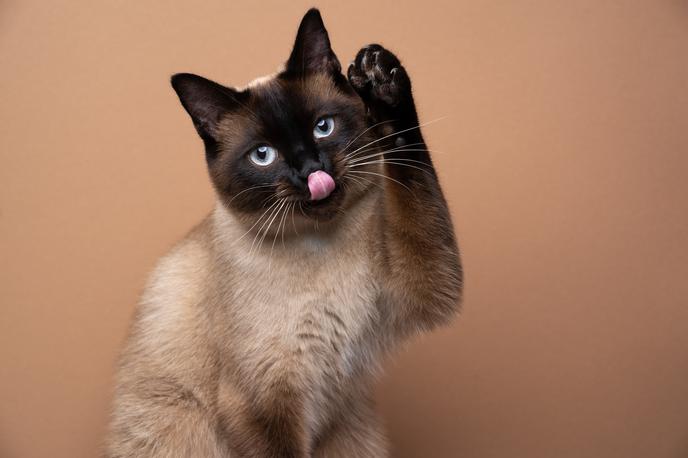 siamska mačka | Siamske mačke so po naravi ljubeče in družabne. Prav tako so tudi zelo inteligentne, radovedne, predvsem pa glasne. | Foto Shutterstock