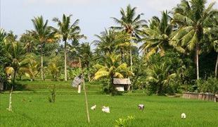 Ubud, kulturna prestolnica Balija