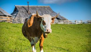 Zakaj je goveje meso z znakom "izbrana kakovost - Slovenija" najboljša izbira