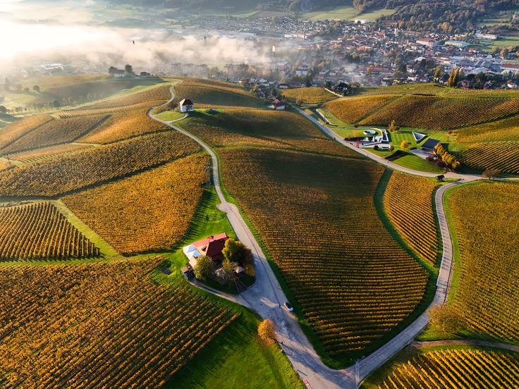 Zlati grič, jesen Jesenski vinogradi na Zlatem griču se obarvajo v tople zlate in rdečkaste tone, ki očarajo vsakogar, ki jih obišče.  | Foto: Zlati grič