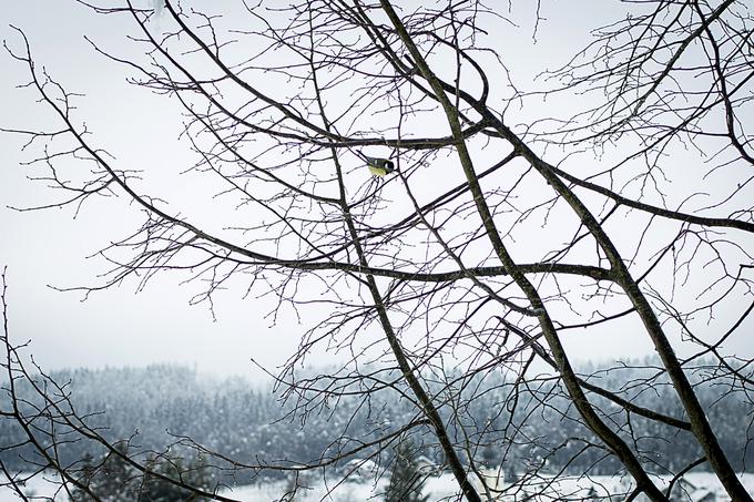 Zima, zima bela. | Foto: Ana Kovač