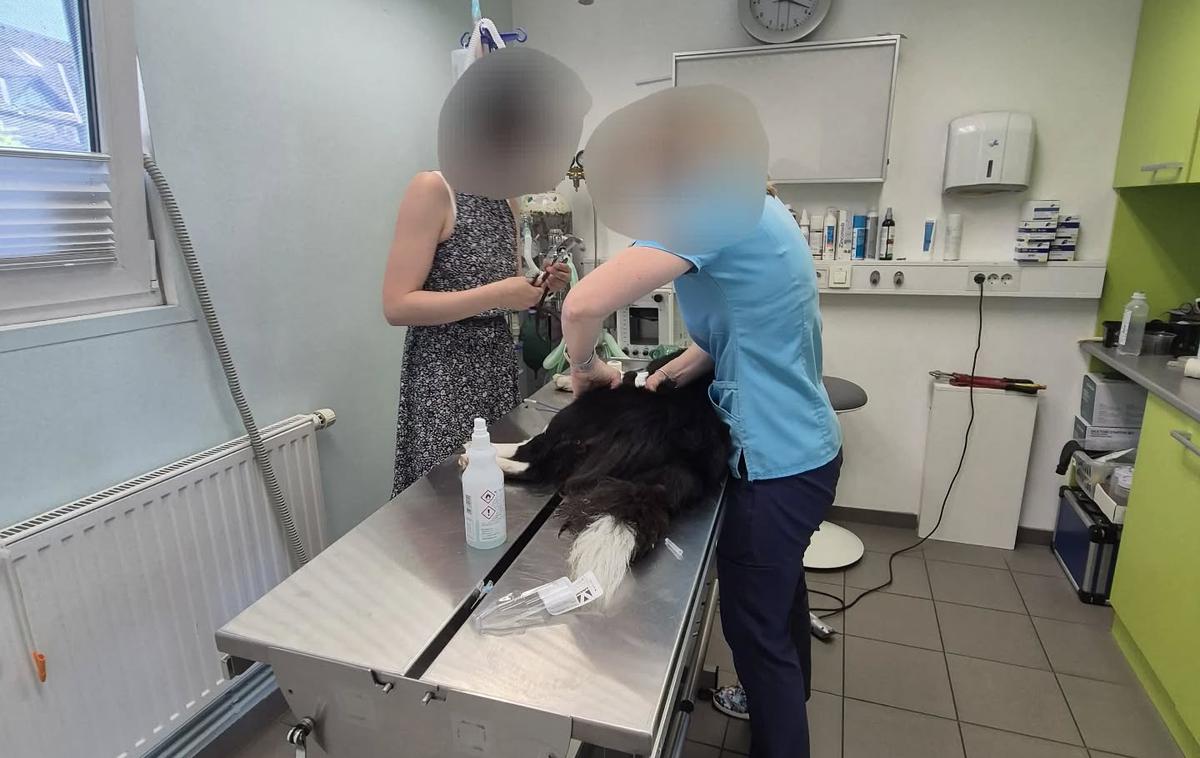 zastrupljen pes | Fotografija zastrupljenega psa, ki so ga zdravili v veterinarski kliniki v Kranju.  | Foto Gorska reševalna služba Bohinj