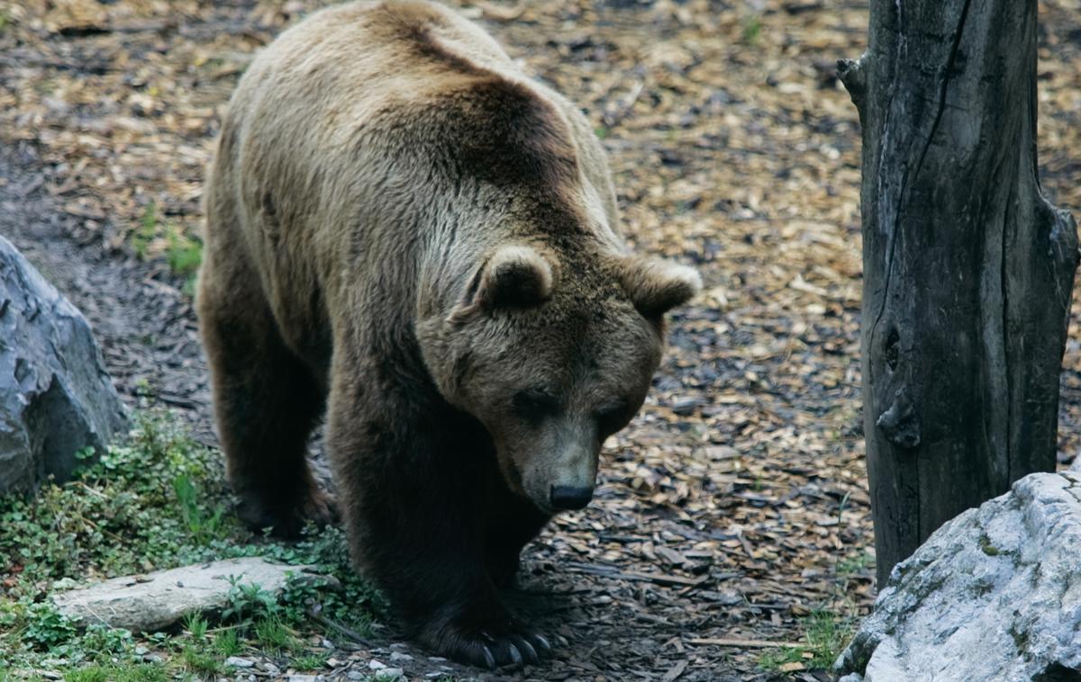 rjavi medved | Minuli petek je prišlo do novega srečanja med medvedom in človekom, in sicer v bližini kraja napada na domačina. | Foto STA