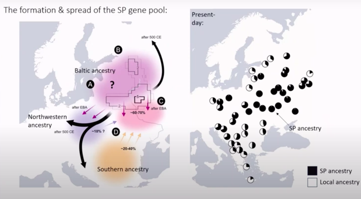 Arheogenetiki z Max Planckovega inštituta za evolucijsko antropologijo iz Leipziga preučujejo tudi vprašanje izvora Slovanov (in s tem tudi Slovencev). Na levi sliki vidimo označeno območje današnje Belorusije in severne Ukrajine, kjer je bila tudi po ugotovitvah arheogenetikov pradomovina Slovanov, tj. območje, na katerem se je oblikoval slovanski genetski nabor. Slovani so se iz te pradomovine širili na sever, jug in zahod po letu 500. Na desni sliki vidimo deleže slovanskega genetskega porekla (SP – ang. Slavic period ancestry) v genetskem naboru današnjih populacij v srednji, jugovzhodni in vzhodni Evropi. Krog v bližini Istre in Tržaškega zaliva najverjetneje predstavlja slovensko populacijo (črni del kroga je delež slovanskega genetskega porekla v slovenskem genetskem naboru). | Foto: posnetek zaslona/JoschaGretzinger/Youtube