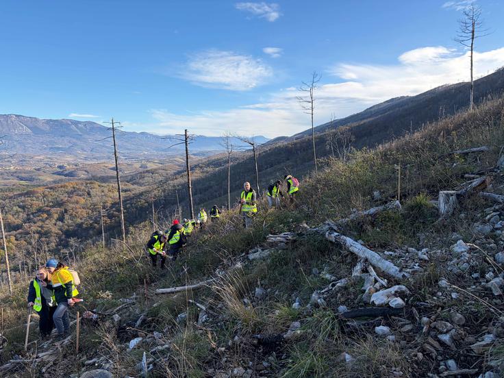 McDonalds - Obnova kraškij požarišč | Foto: Alpe-Panon d.o.o.