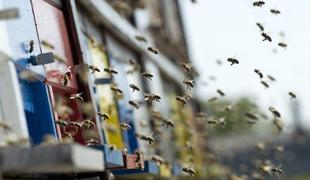 Neugodne vremenske razmere kažejo na vnovič slabšo čebelarsko letino