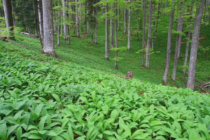 Kočevsko – Skrivnostni gozd Slovenije