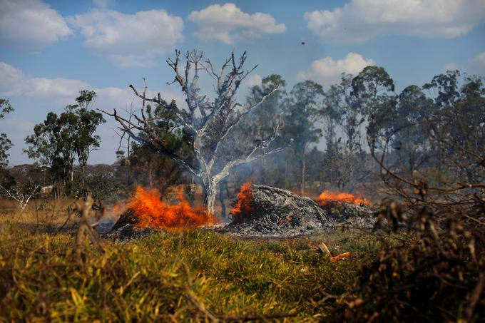 Požar v Amazonskem pragozdu | Foto: Reuters