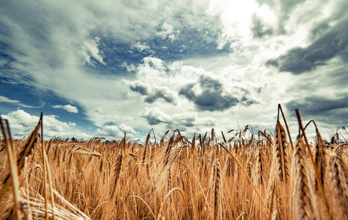 žitno polje | Foto Shutterstock