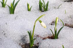 Začetek meteorološke pomladi: bomo imeli sneg ali zvončke?