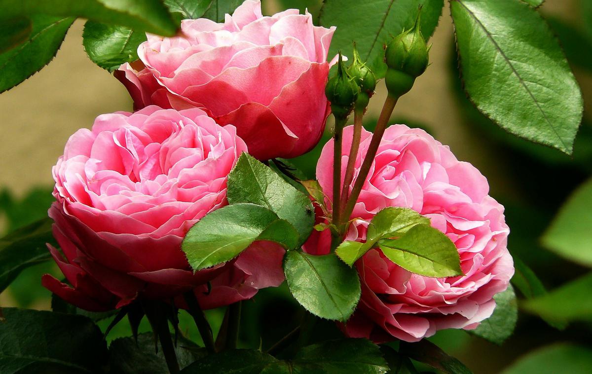 vrtnice | Mesec vrtnic bodo v arboretumu obogatili s pestrim spremljevalnim programom. | Foto Pixabay