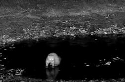 Mrzla noč je poskrbela za akrobatske skoke divjih živali