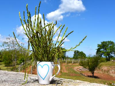 Divji šparglji: kje rastejo, kako jih nabirati in kako pripraviti