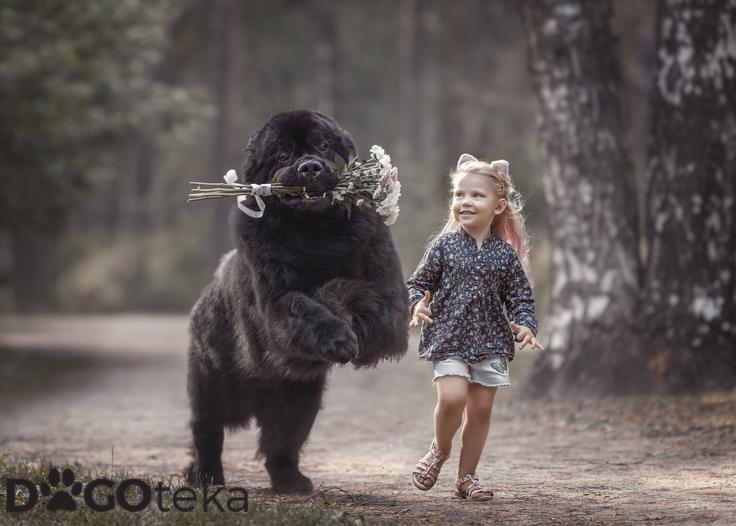 Dogoteka, novo 7 | Foto: 