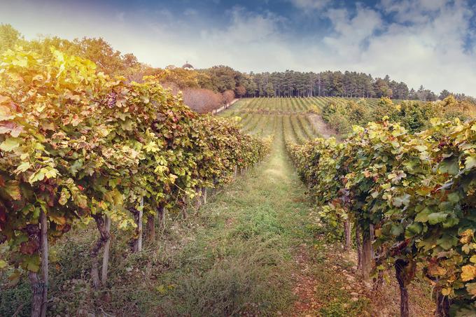 Šumadijski vinogradi so zasajeni predvsem z mednarodnimi sortami, čeprav v zadnjih letih spet obujajo tudi stare avtohtone posebneže, kot je prokupac. | Foto: Thinkstock