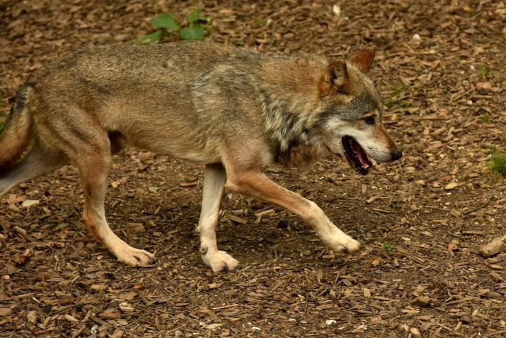 volk | Foto: STA ,
