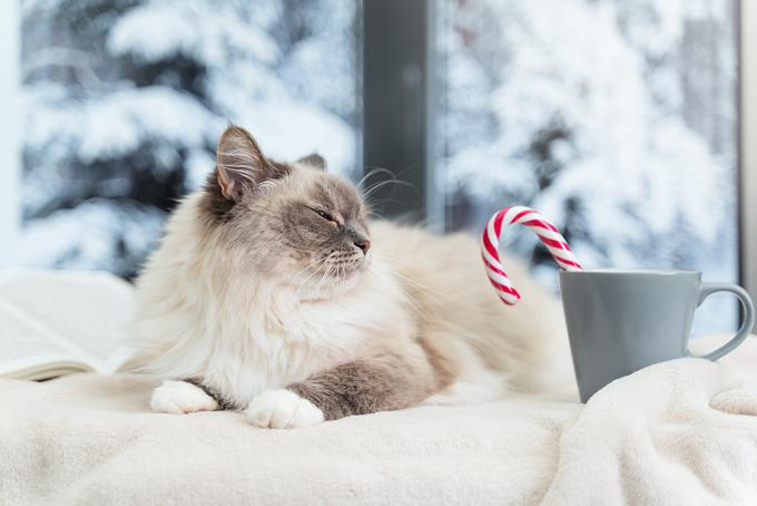 Ko je zunaj premrzlo, jim lahko obogatite življenje z različnimi igrami in izzivi tudi v notranjih prostorih. | Foto: Shutterstock