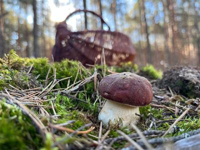 Kje rastejo jurčki? To so štirje kraji, kjer jih boste najlažje našli.