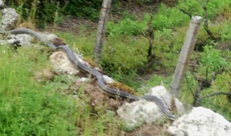 Po dalmatinskem kraju se plazi tri metre in pol dolga kača, domačini: Bojimo se iti ven.