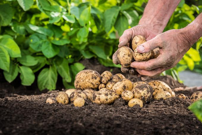 Krompir, kmetovanje krompirja, obiranje krompirja | Foto: Shutterstock