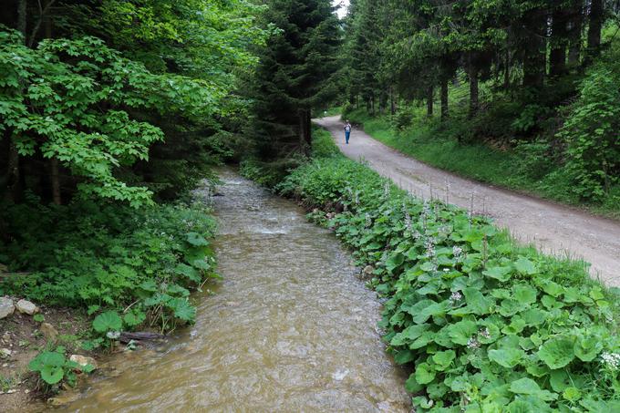 Vrnitev po makadamski cesti ob potoku Mixnitz | Foto: Matej Podgoršek