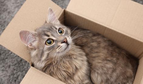 Nemka svojo mačko pomotoma poslala po pošti