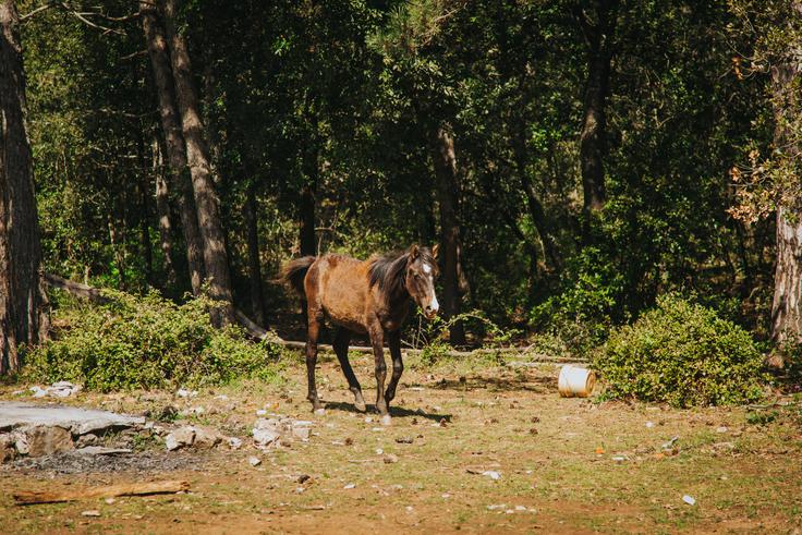 Jahanje konja skozi Konavle razkriva adrenalin in lepoto nedotaknjene narave. | Foto: Dubravko Lenert