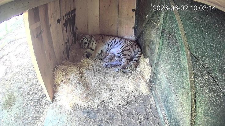 Strokovno osebje njihovo odraščanje ves čas spremlja s pomočjo kamere, nameščene v brlogu, pri čemer skrbijo, da imajo živali čim več miru. | Foto: ZOO Ljubljana