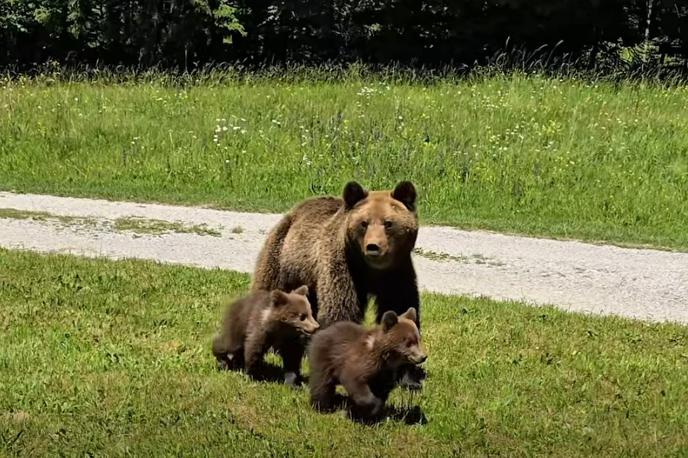 Medvedka z mladičema | Fotografija je simbolična.  | Foto Facebook/Slovenski državni gozdovi