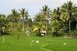 Ubud, kulturna prestolnica Balija