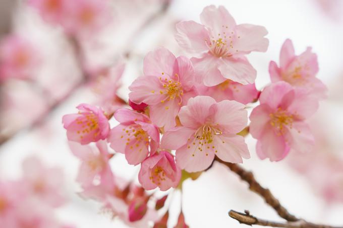 češnjevi cvetovi | Foto: Thinkstock
