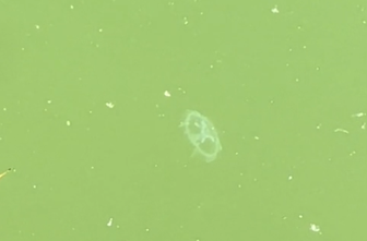 Slovenec posnel meduzo, in to v Zagrebu!