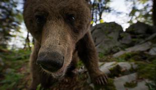 Miha Mlakar, gostinec, ki z medvedjim fotosafarijem privablja turiste v Loško dolino  #foto #video