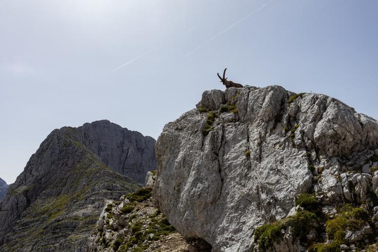 Levo zadaj je Gamsovec, desno pa na Dovških Vratcih lahko vidimo kozoroge. | Foto: Matej Podgoršek