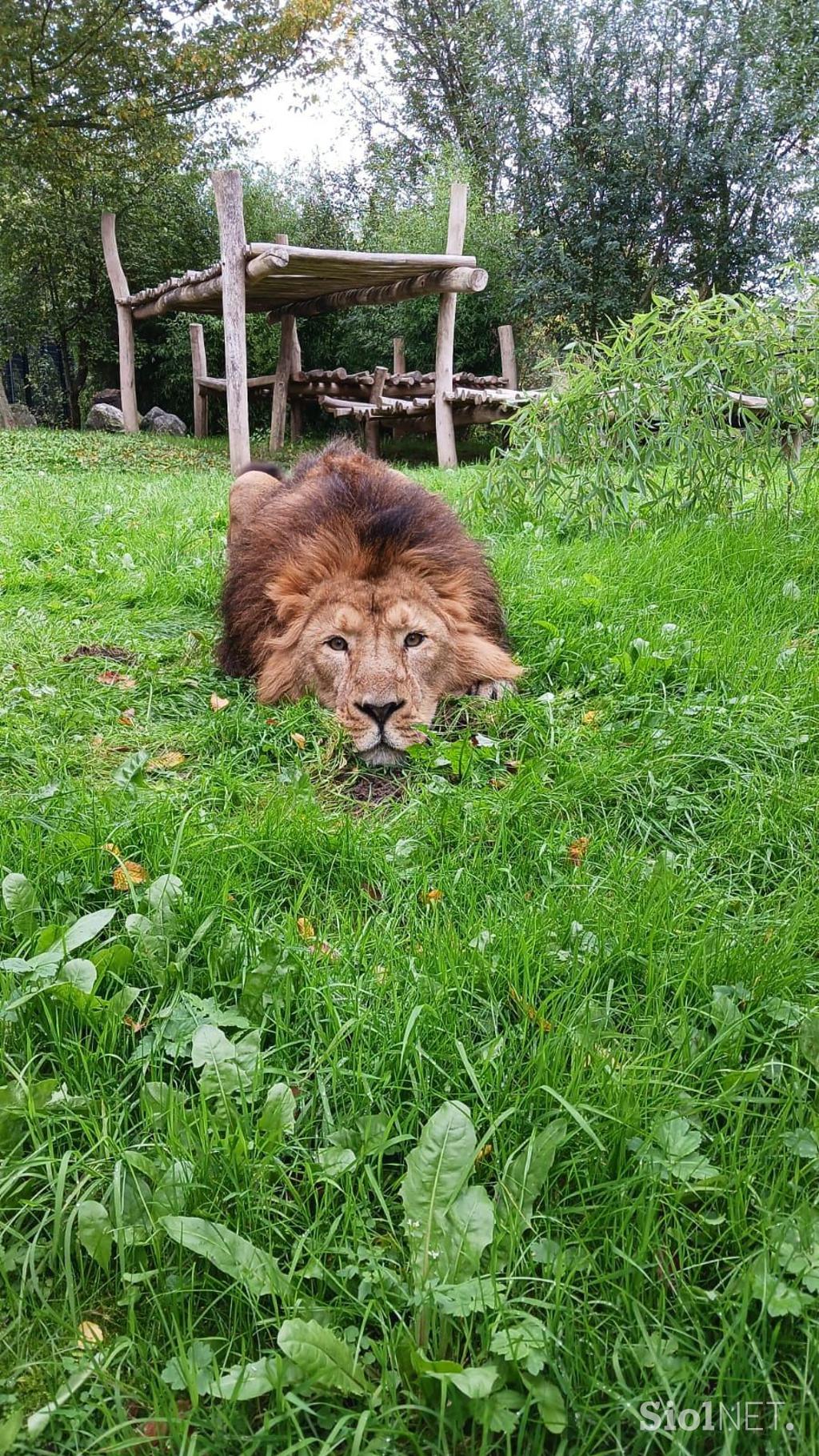 Lev Ljubljana ZOO