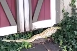 V lopi jo je pričakal dvometrski piton z napihnjenim trebuhom: poglejte, kaj je pojedel #video