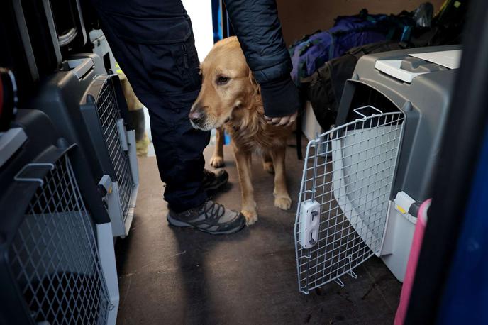Slovenski reševalni pes | V Turčijo je skupaj z reševalci odšlo sedem psov. Na fotografiji je eden od psov, ki so zdaj v Turčiji. | Foto STA