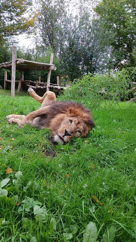 Lev Ljubljana ZOO