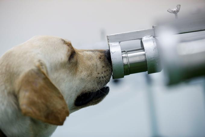 Podobne pilotske projekte izvajajo tudi na Finskem, v Nemčiji, Čilu in drugod, kjer prav tako, predvsem na letališčih, že urijo pse za prepoznavanje covid-19. | Foto: Reuters