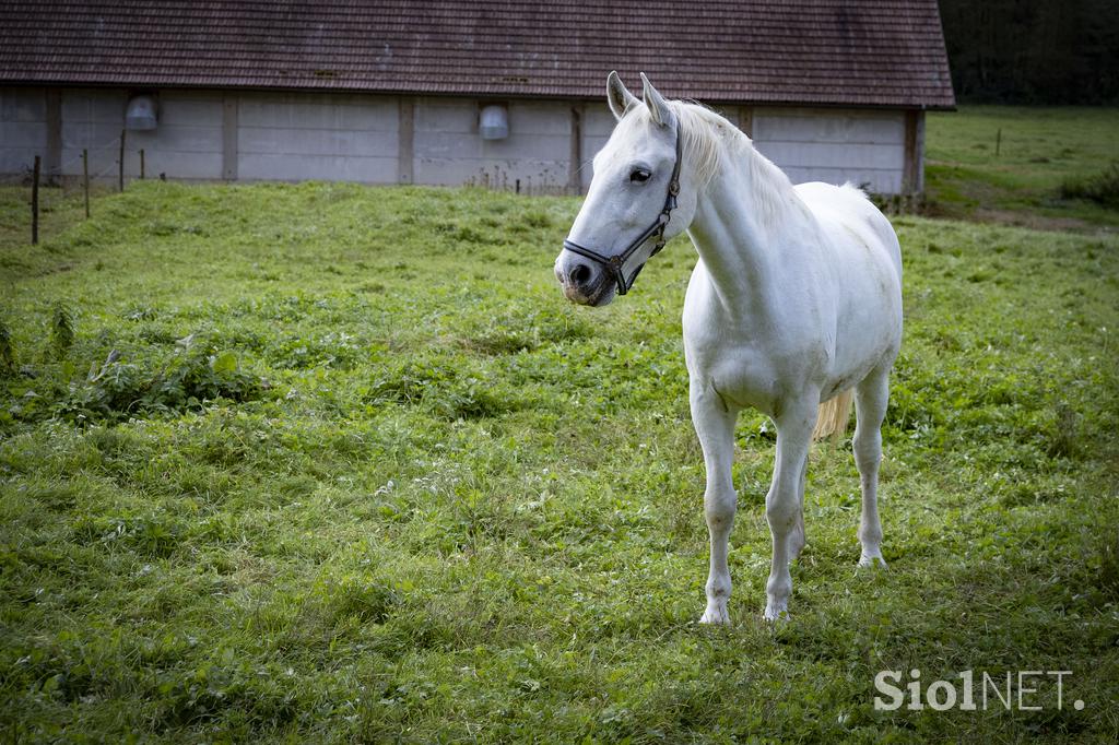 Pedagoško raziskovalni center za konjerejo Krumperk