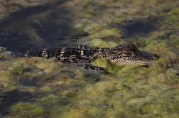 V teku pred policijo ga je ustavil aligator