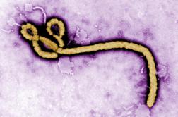 Na poti v Evropo prvi okuženi z ebolo