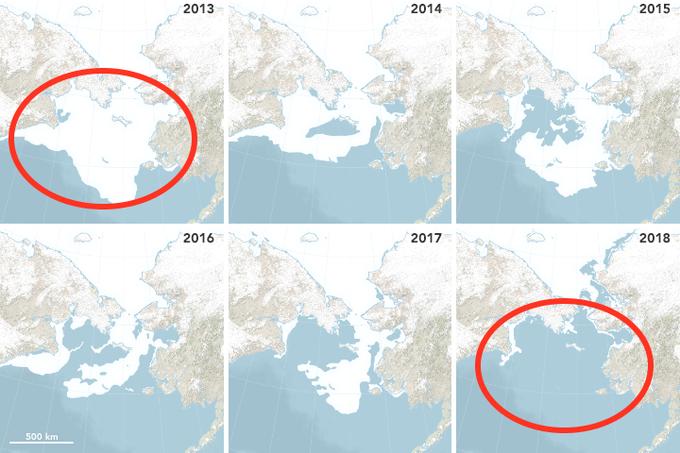 Zmanjševanje ledene ploskve na Beringovem morju od leta 2013 do letos. Leta 2013 je ledena plošča, ki je prekrivala Beringovo morje, merila skoraj 700 tisoč kvadratnih kilometrov, ob koncu aprila letos pa je njen obseg znašal le okrog deset odstotkov tiste iz leta 2013.  | Foto: NASA