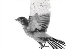 The Common Linnets