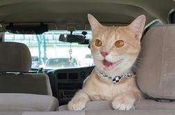 Kako mačko navaditi na vožnjo z avtomobilom brez stresa