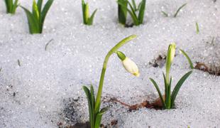 Začetek meteorološke pomladi: bomo imeli sneg ali zvončke?