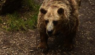 V francoskih Pirenejih izpustili še drugo slovensko medvedko