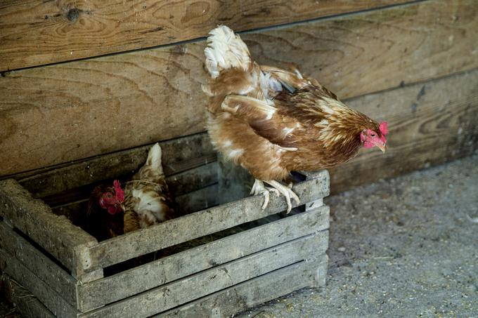 Za kokoši nesnice in ekološka jajca skrbi gospodar Jože. "To je moja živina," se zasmeji. | Foto: Ana Kovač