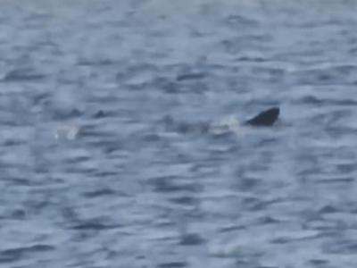 Pri Cresu ujeli morskega psa orjaka #video